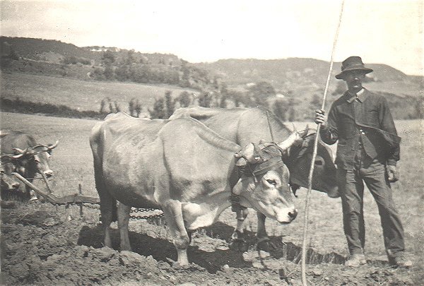 clementf-boeuf.jpg (70031 octets)